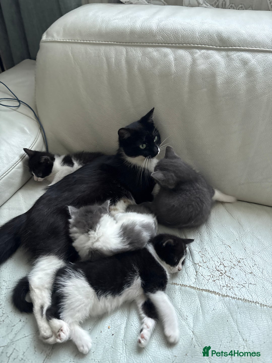 Mixed Breed cats for sale: Kittens for sale - Image 1
