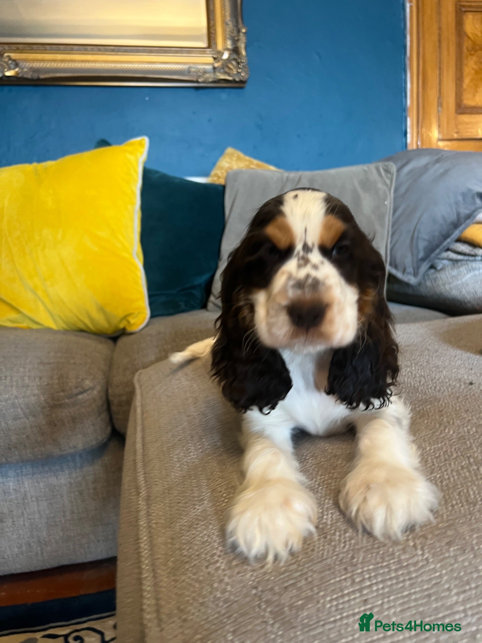 Cocker Spaniel dogs Show Type Cocker Spaniel Puppies - Advert 1