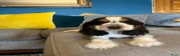 Cocker Spaniel dogs for sale: Show Type Cocker Spaniel Puppies - Advert 3