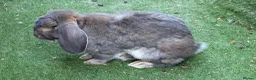 French Lop rabbits for sale: 3x French Lop rabbits (mum, daughter and dad) in Louth - Advert 3
