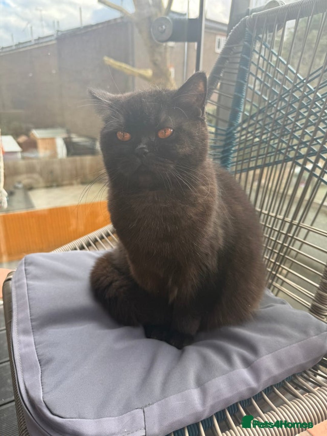 British Shorthair cats for sale: British Shorthair Black female - Advert 4