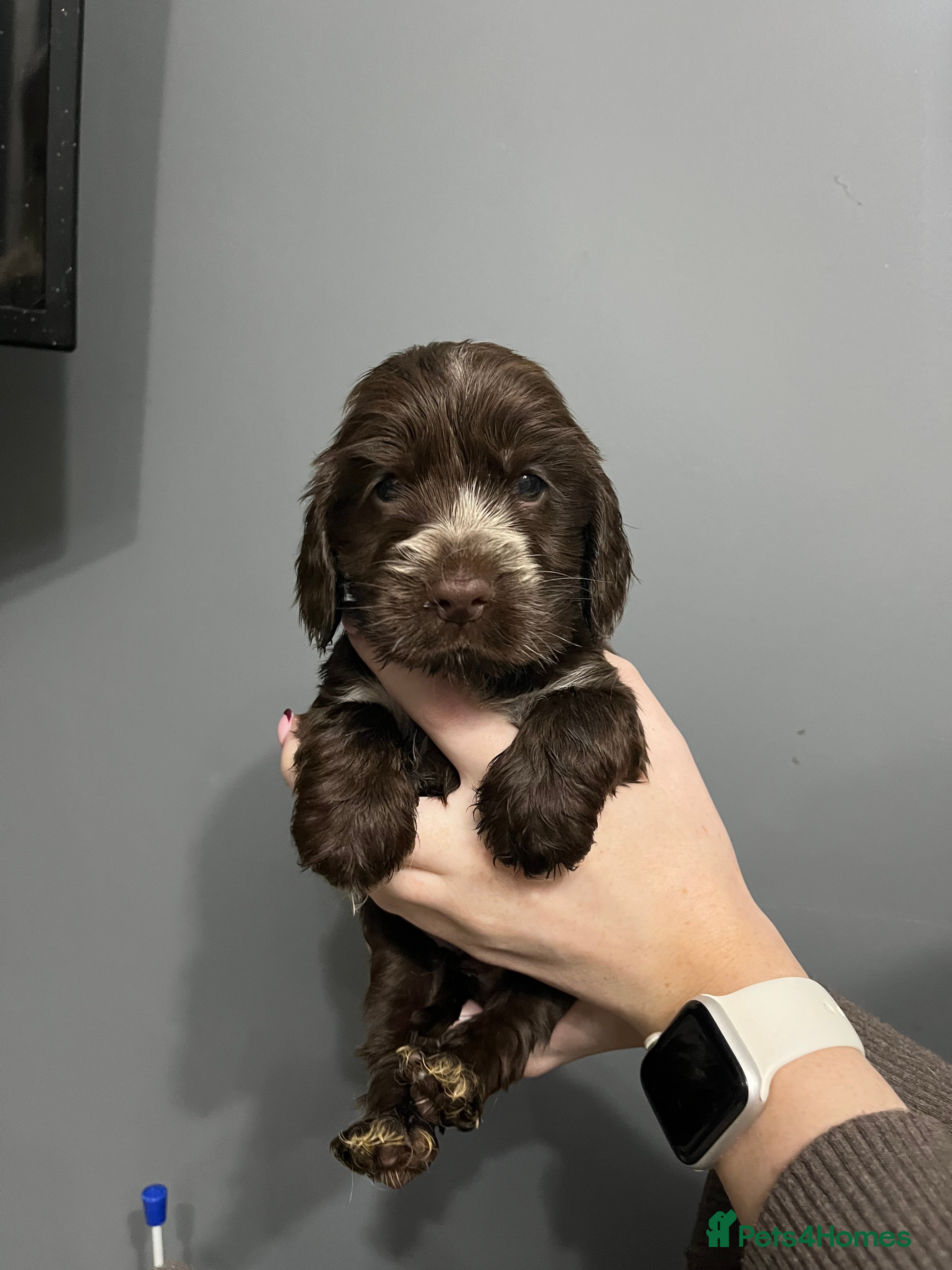 Cocker Spaniel dogs LOOK 👀 KC REG SHOW COCKER PUPS HEALTH TESTED - Advert 3