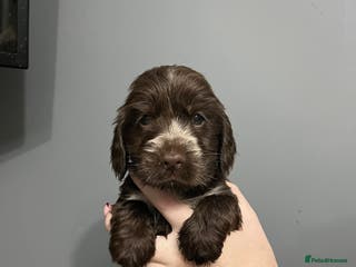 Cocker Spaniel dogs LOOK 👀 KC REG SHOW COCKER PUPS HEALTH TESTED - Advert 5