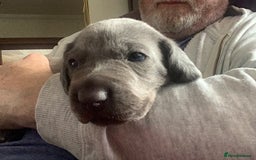 Mixed Breed dogs for sale: Great Weimar puppies  - Image 4