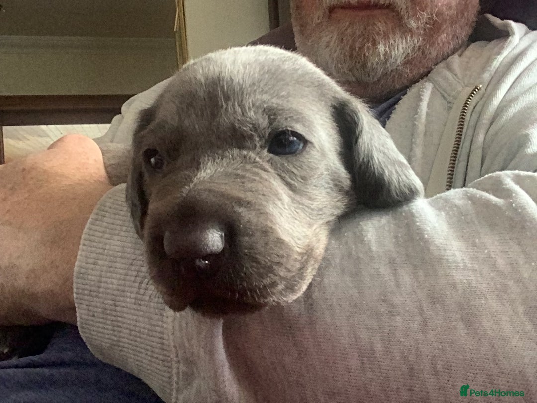 Mixed Breed dogs for sale: Great Weimar puppies  - Image 4