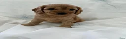 Cavapoo dogs for sale: Cavapoo f1 - Advert 7
