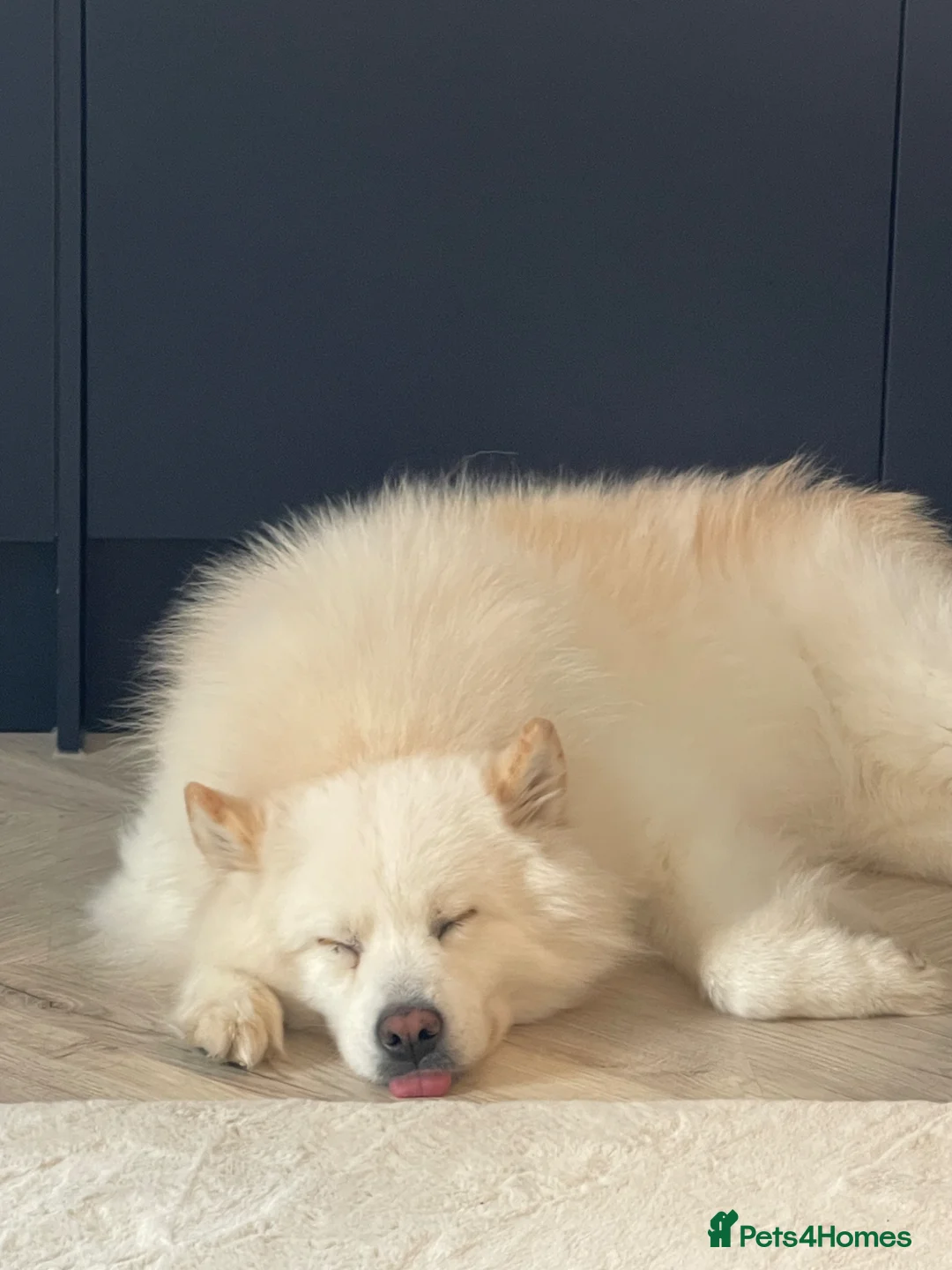 Samoyed dogs for sale: Samoyed boy for very sad sale in Billericay - Advert 1