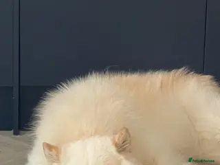 Samoyed dogs Samoyed boy for very sad sale - Advert 1