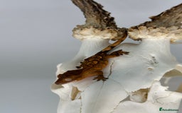 Gecko reptiles for sale: Young crested geckos various morphs Unsexed  - Image 9