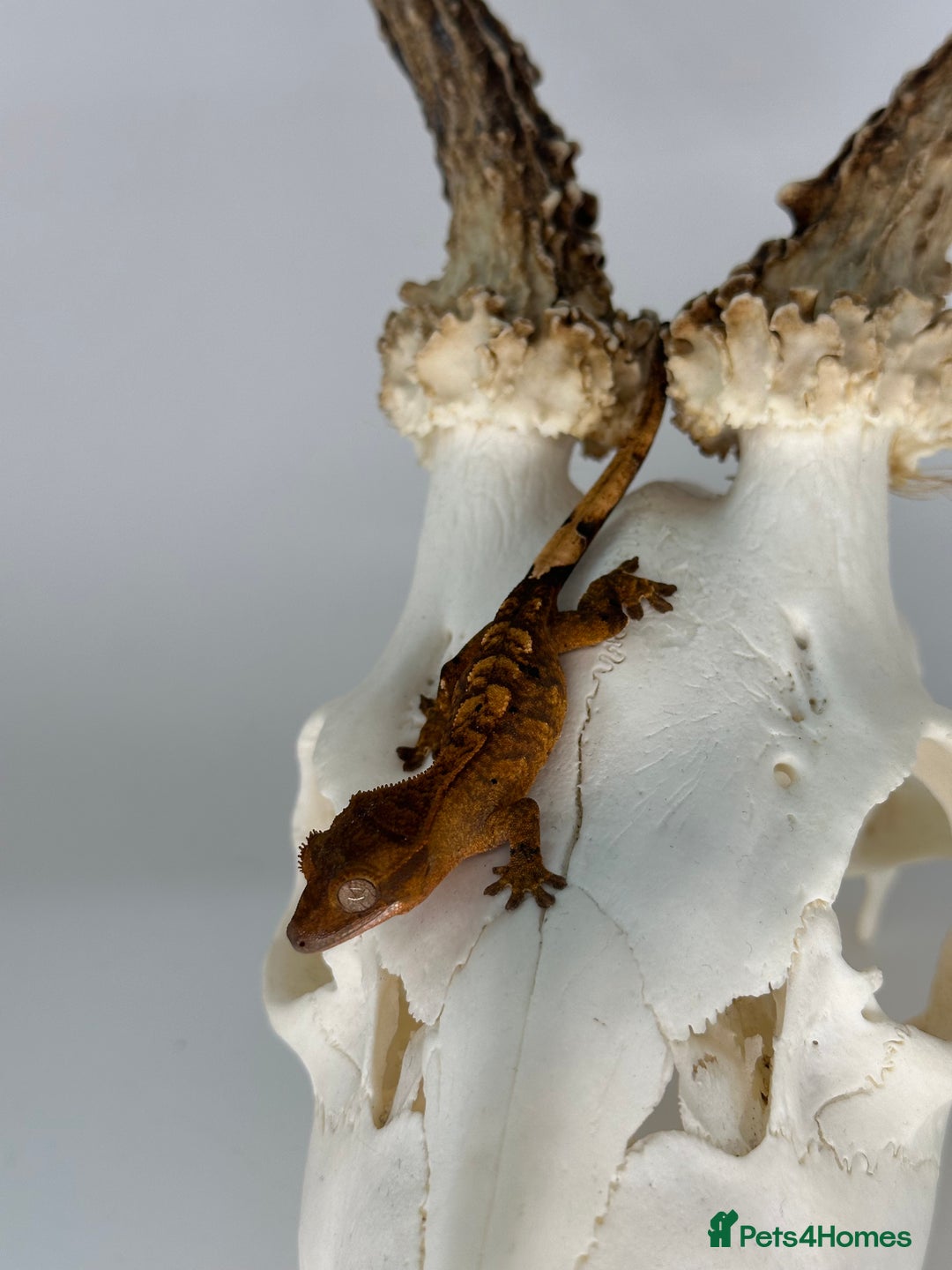 Gecko reptiles for sale: Young crested geckos various morphs Unsexed  - Image 9