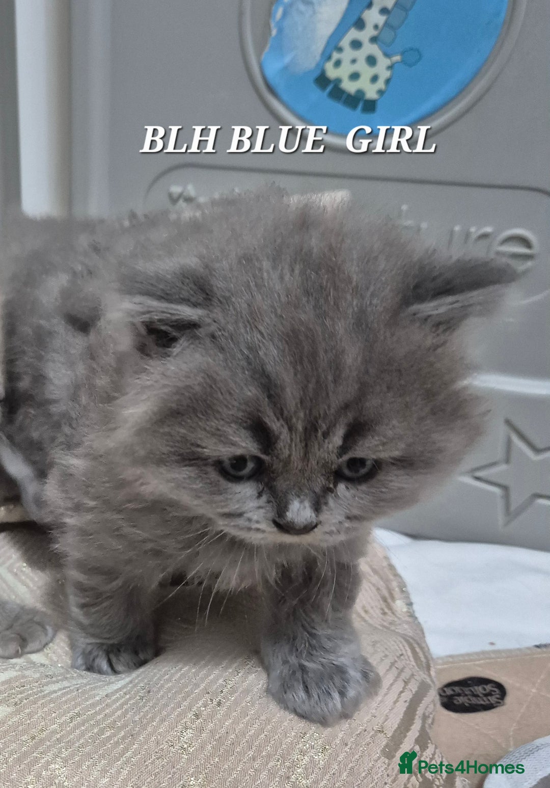 British Shorthair cats for sale: BSH and BLH kittens for new home  - Advert 10
