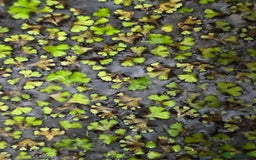 Live Bearers fish for sale: Floating cover plants for fry in Banbury - Image 3