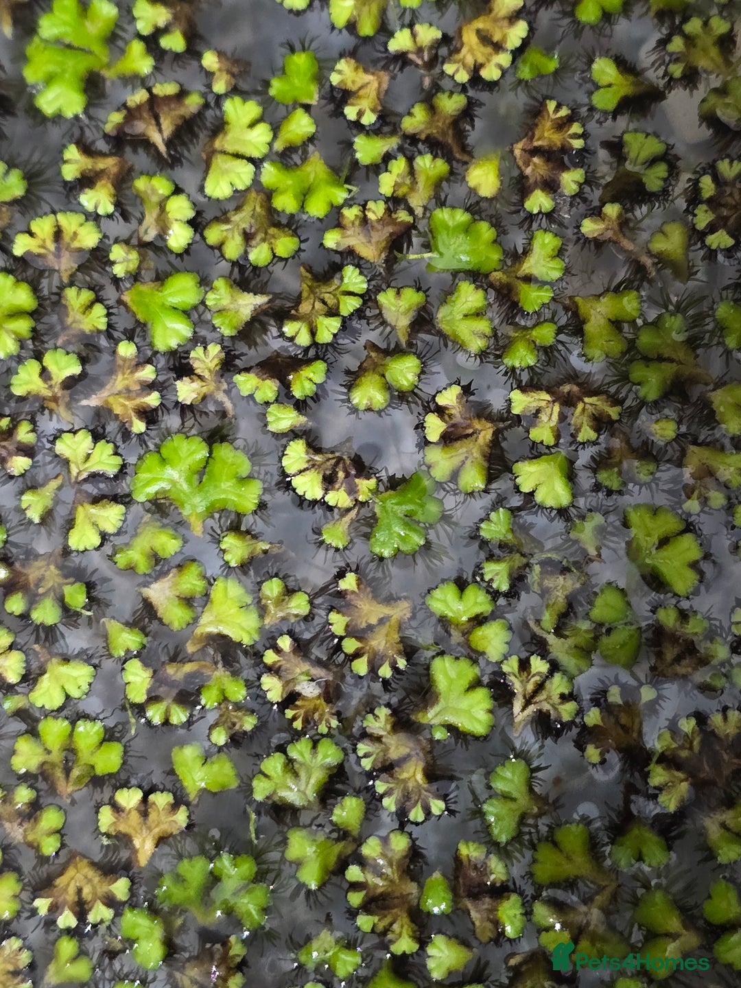 Live Bearers fish for sale: Floating cover plants for fry in Banbury - Image 3