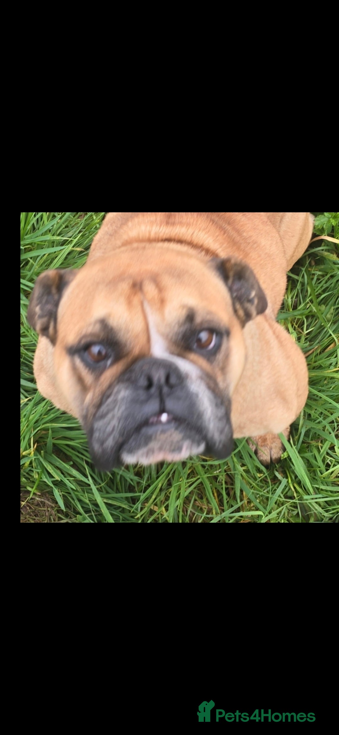 English Bulldog dogs for sale: 7 Year Old Bulldog Bitch-Super friendly 🥰 - Image 3