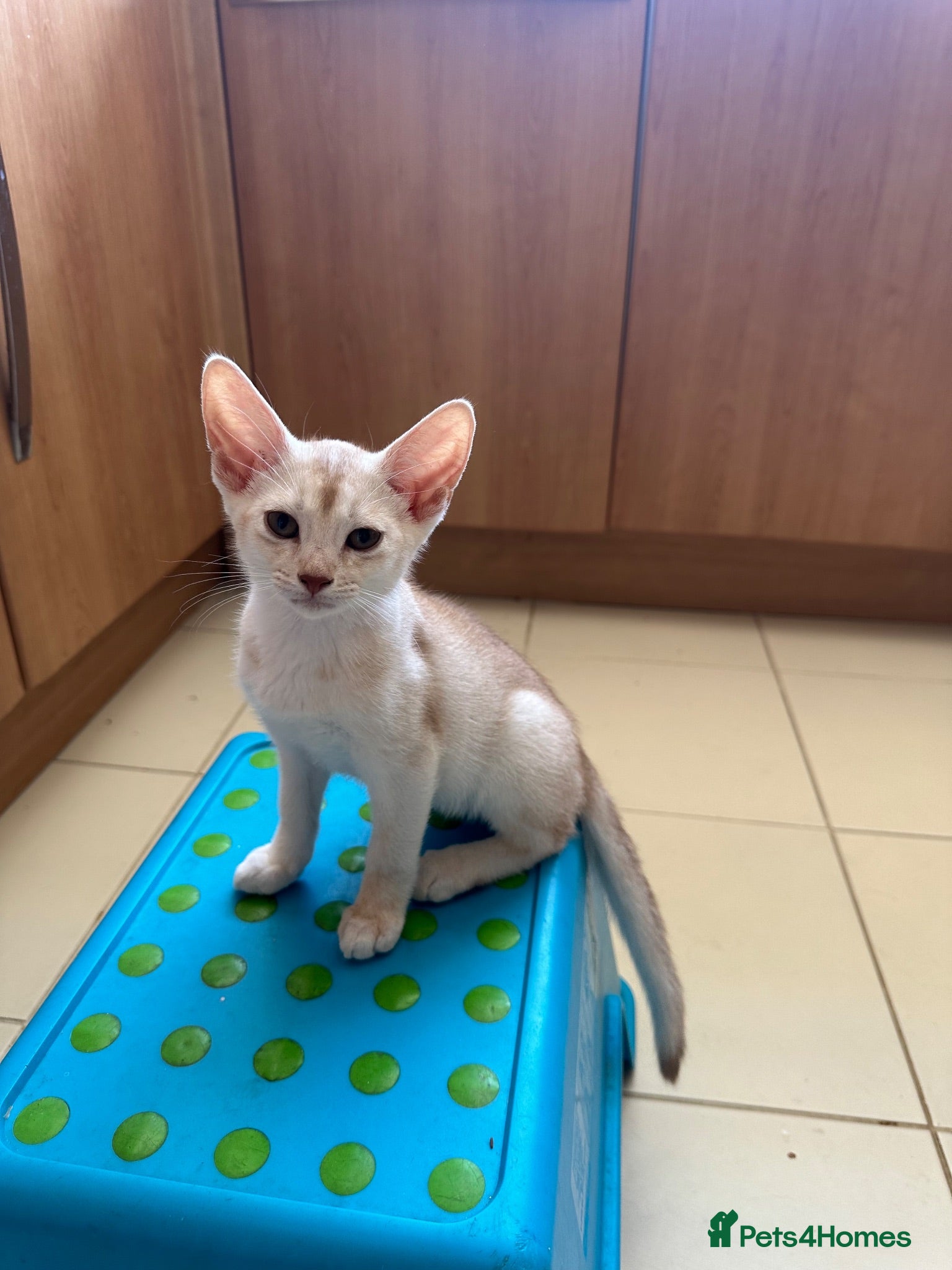 Abyssinian cats Silver Abyssinian kittens  - Advert 13