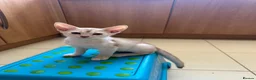 Abyssinian cats for sale: Silver Abyssinian kittens  - Advert 6