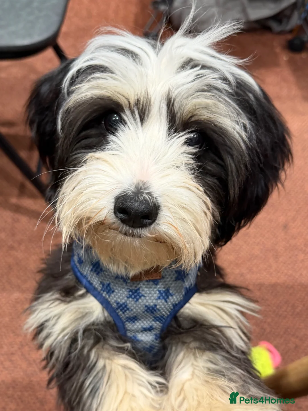 Yorkiepoo dogs for sale: Jude the YorkiPoo  - Advert 4