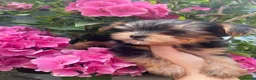 Yorkshire Terrier dogs for sale: Beautiful small Yorkshire Terrier Pedigree  - Advert 4