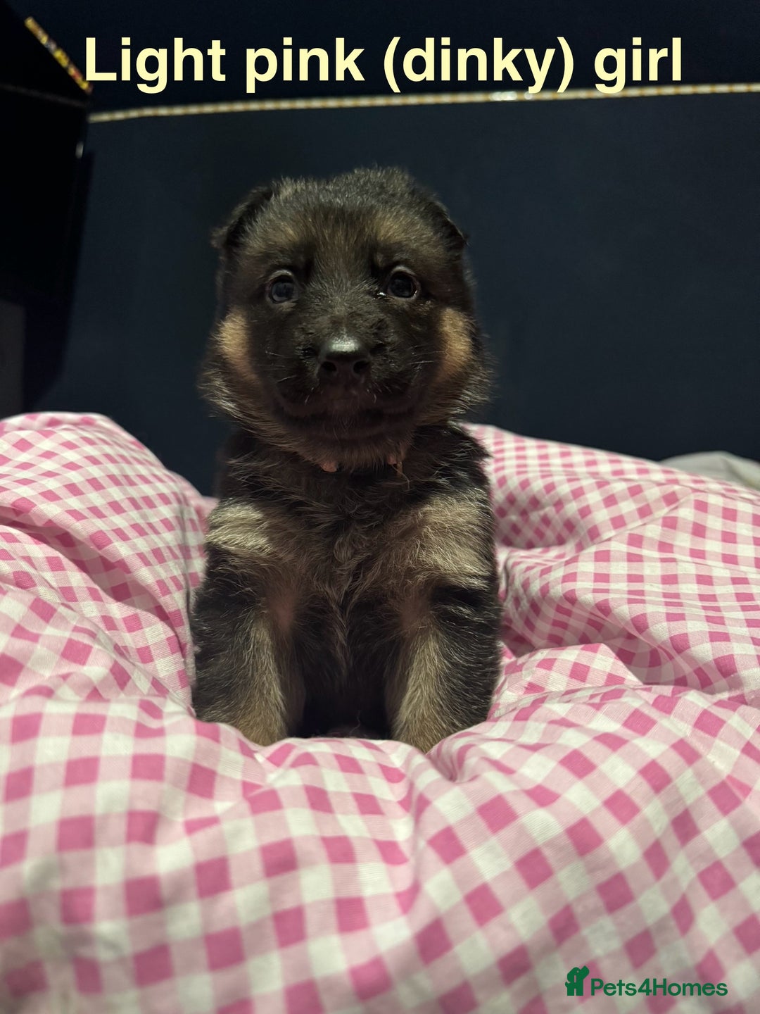 German Shepherd dogs for sale: Gorgeous German shepherd pups - Advert 13