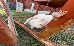 Mini Lop rabbits for sale: two male rabbits for sale  - Image 6
