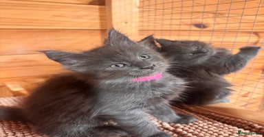 Maine Coon cats - Advert 8
