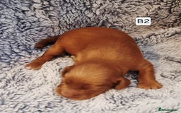 Cocker Spaniel dogs for sale: Stunning Working Cocker Spaniel Pups F1B  - Image 14