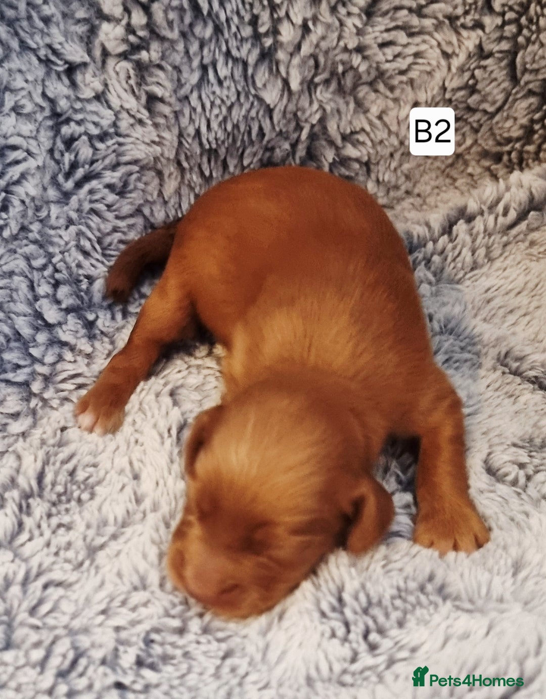 Cocker Spaniel dogs for sale: Stunning Working Cocker Spaniel Pups F1B  - Image 14