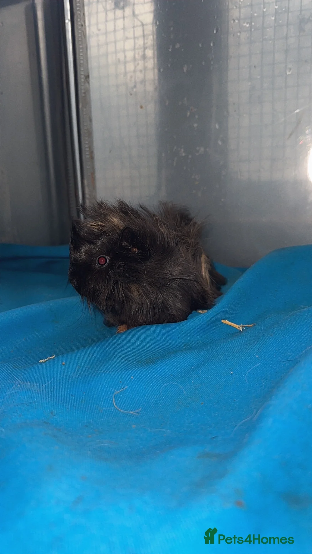 Guinea Pig rodents for sale: Guniea pigs  - Advert 29