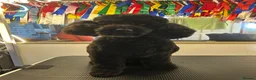 Miniature Poodle dogs for stud: Rich Black Mini Poodle Stud!  - Advert 2