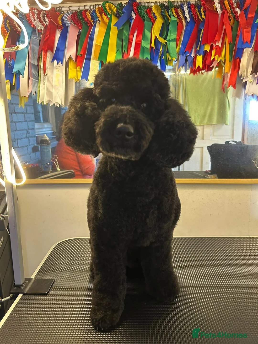 Miniature Poodle dogs for stud: Rich Black Mini Poodle Stud!  - Advert 2