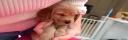 Cocker Spaniel dogs for sale: Beautiful pedigree English show cocker puppies 🐾 in Knutsford - Advert 25