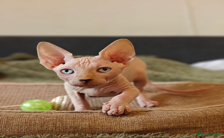 Sphynx cats TICA Registered Sphynx Kittens – Ready to move - Advert 9