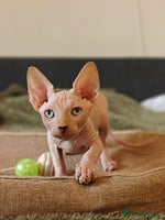 Sphynx cats TICA Registered Sphynx Kittens – Ready to move - Advert 7