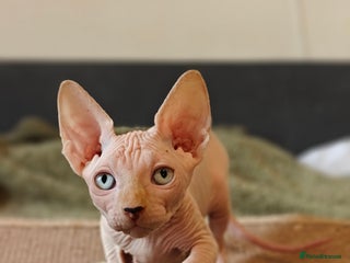 Sphynx cats TICA Registered Sphynx Kittens – Ready to move - Advert 4