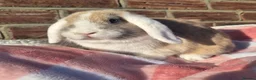 Mixed Breed rabbits for sale: Torte lion head lop  - Advert 5
