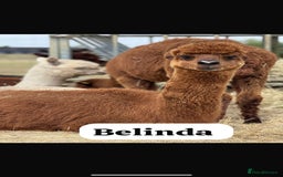 Alpaca livestock for sale: Mixed Huacaya Alpacas for sale  in Colchester - Image 1