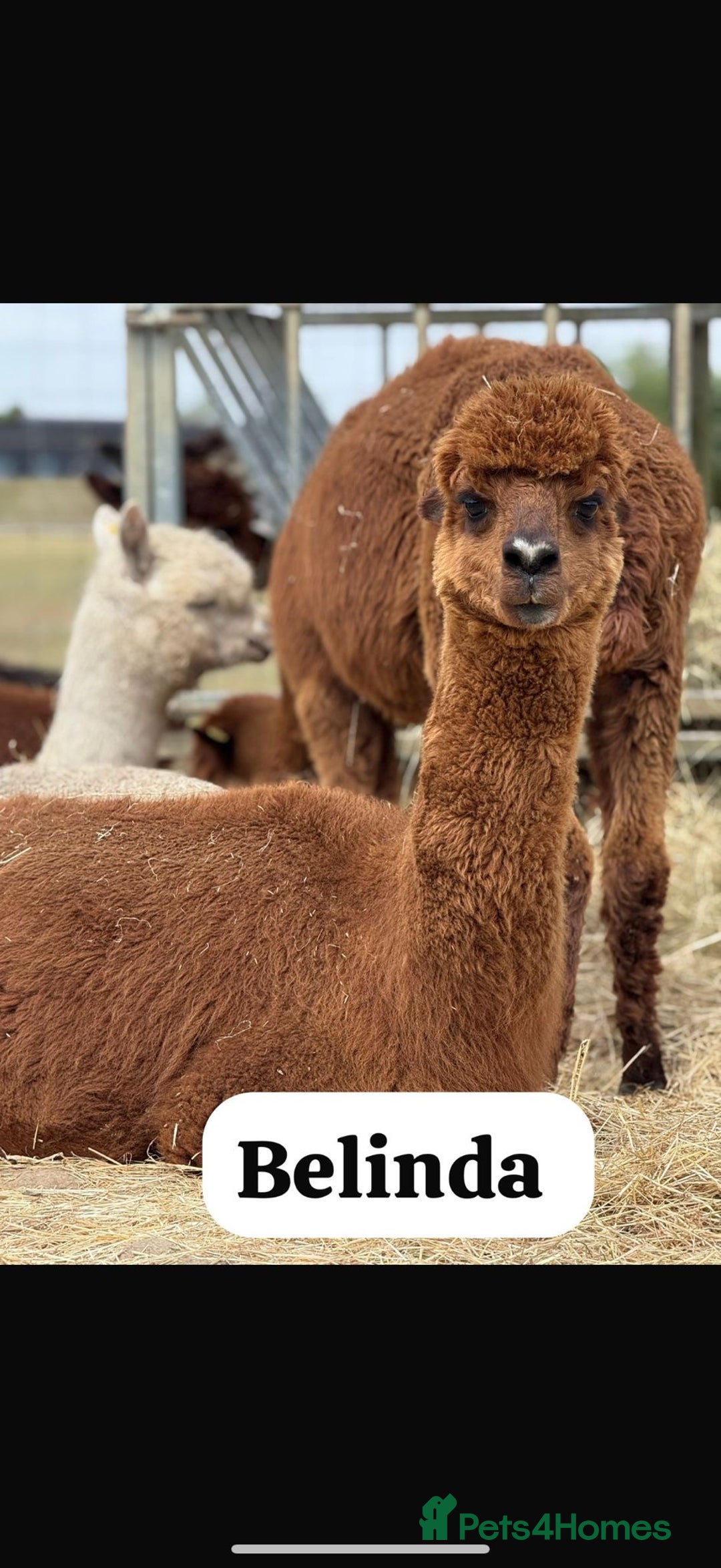 Alpaca livestock for sale: Mixed Huacaya Alpacas for sale  in Colchester - Image 1