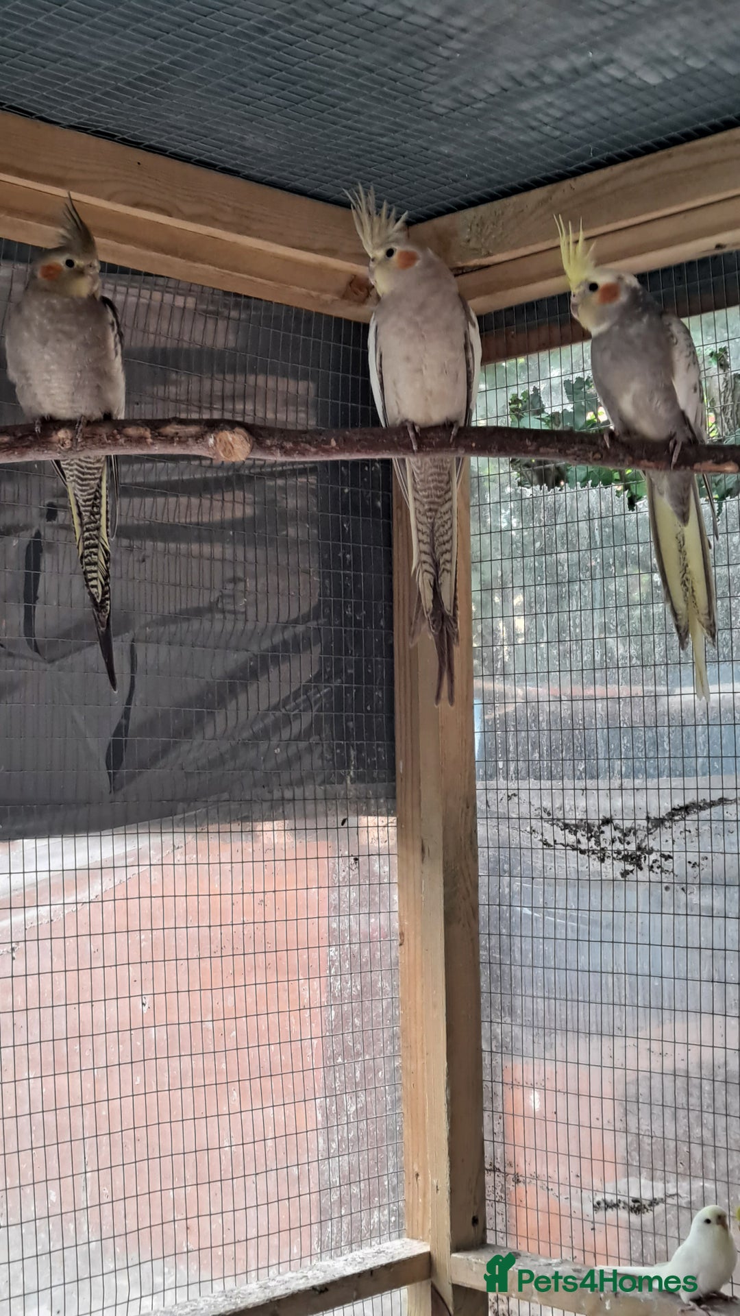 Cockatiels birds for sale: Silly hand tamed baby cockatiels for sale  - Image 20