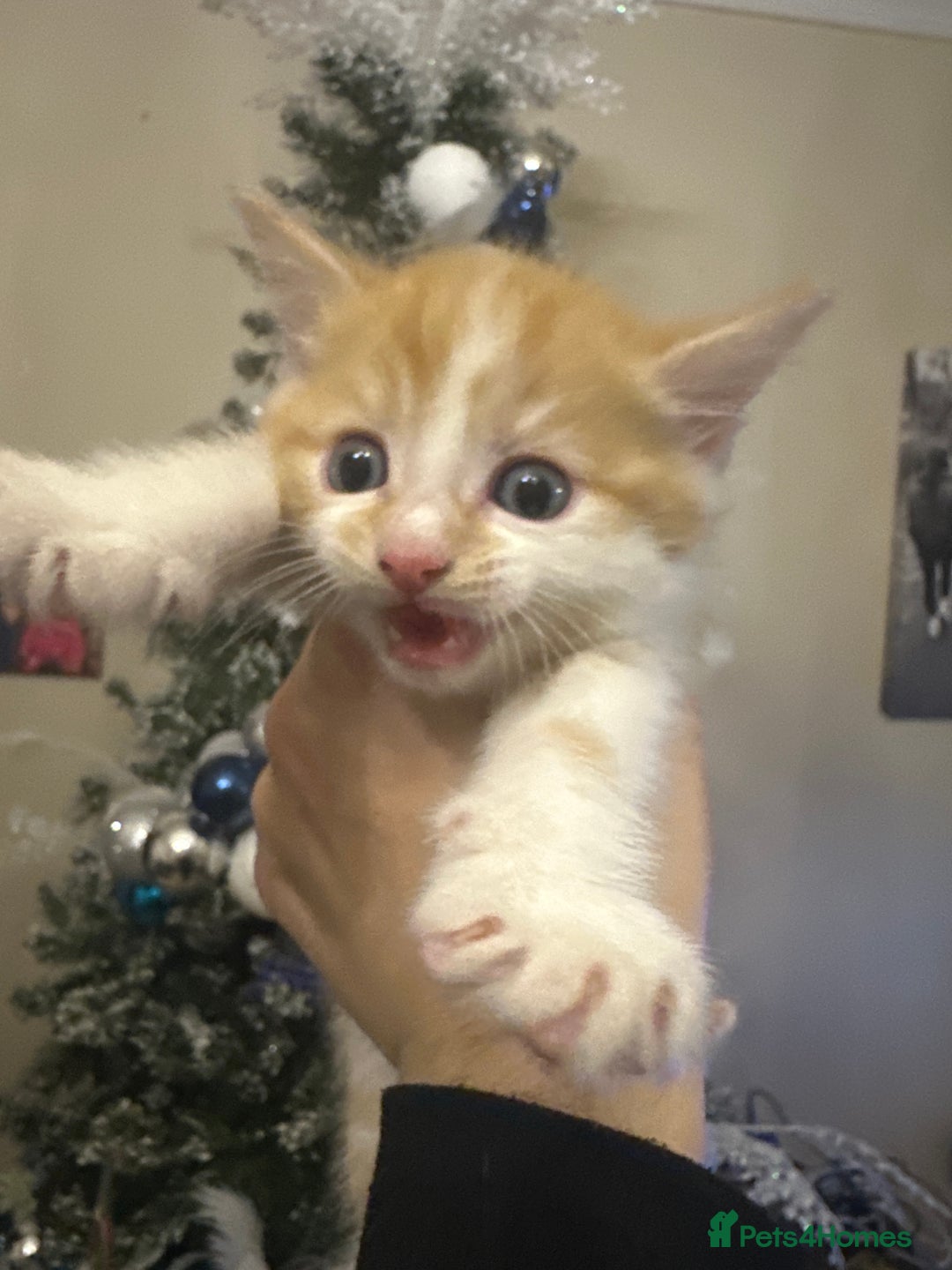 Mixed Breed cats for sale: Four Lovely mixed breed Kittens  - Advert 9