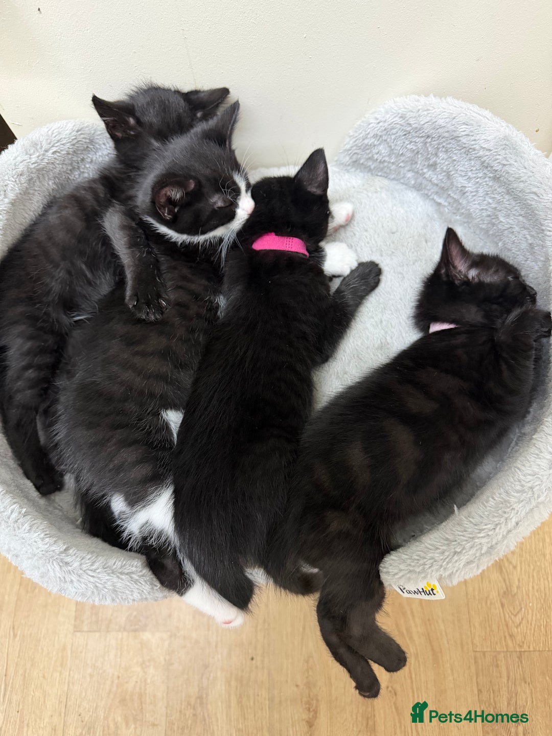 Mixed Breed cats for sale: Kittens for sale  - Advert 4