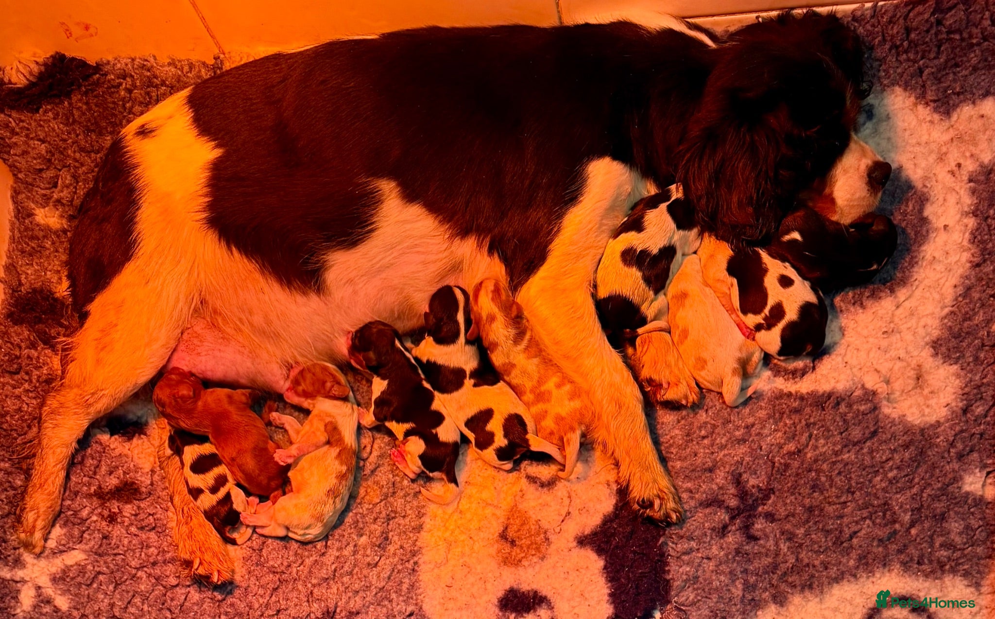 Cavalier King Charles Spaniel dogs Stunning KC registered tri girls - Advert 2