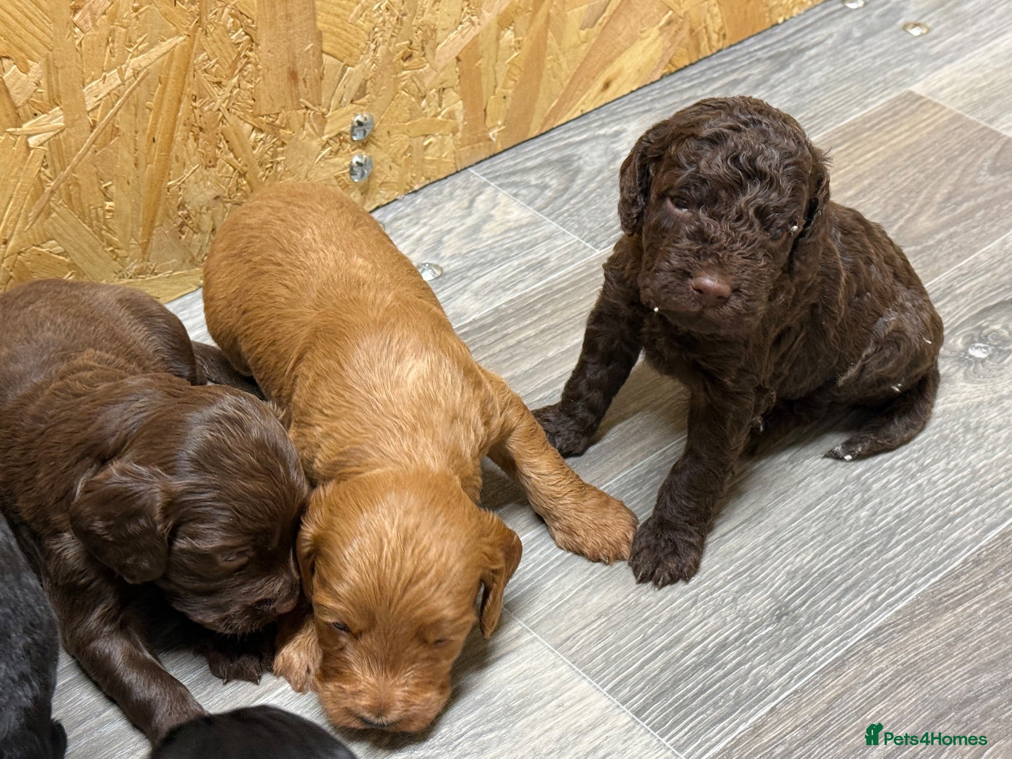 Cockapoo dogs Stunning F2 Cockapoo Puppies   - Advert 2