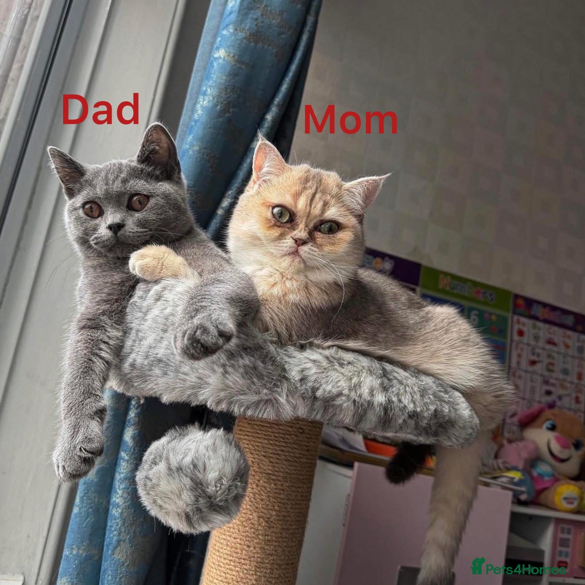 British Shorthair cats British Shorthair Kittens  - Advert 4