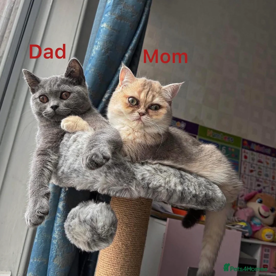 British Shorthair cats for sale: British Shorthair Kittens  - Advert 1