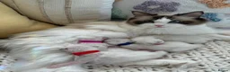 Ragdoll cats for sale: Fluffy Ragdoll Kittens. in Greenock - Advert 1