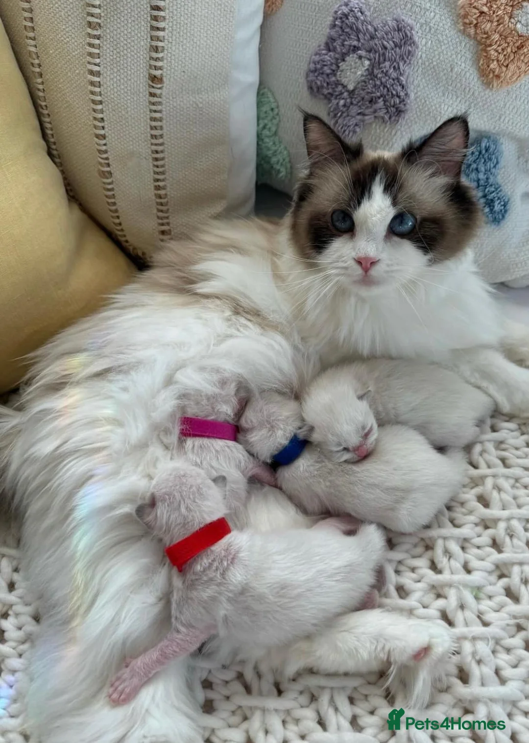 Ragdoll cats for sale: Fluffy Ragdoll Kittens. in Greenock - Advert 1