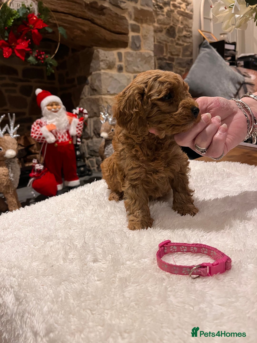 Toy Poodle dogs for sale: Stunning  Red Toy Poodle  puppies  - Advert 7
