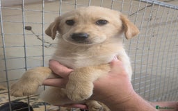 Mixed Breed dogs for sale: Gorgeous Sheprador Puppies  - Image 7