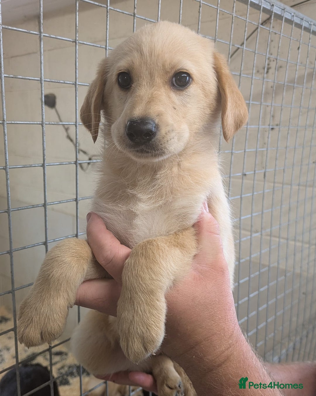Mixed Breed dogs for sale: Gorgeous Sheprador Puppies  - Image 7