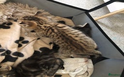 Bengal cats for sale: Kittens for sale  in Maesteg - Image 5